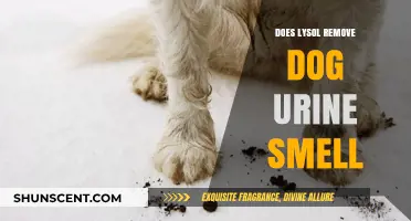 Effective Odor Elimination: Lysol's Solution for Dog Urine Smell