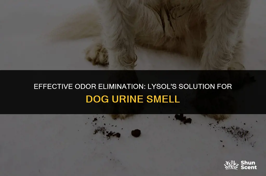 does lysol remove dog urine smell