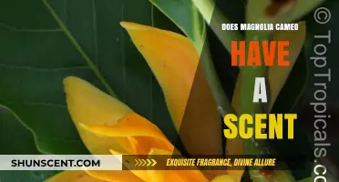 Does Magnolia Cameo Have a Scent? Unveiling the Truth
