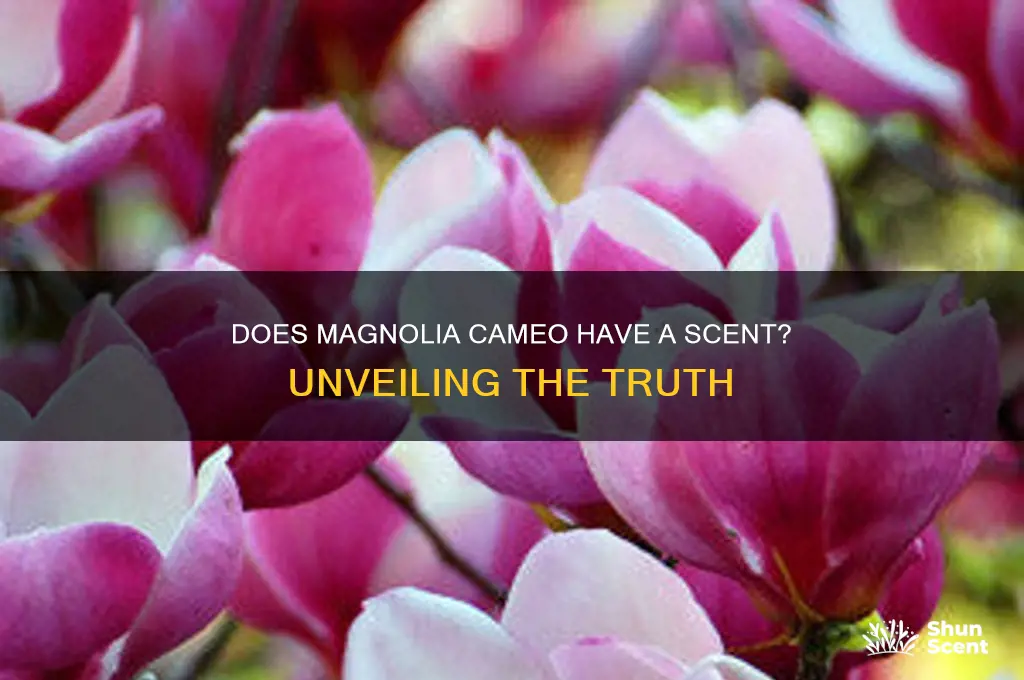 does magnolia cameo have a scent