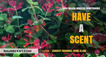 Does Major Wheeler Honeysuckle Have a Scent? Discover the Truth