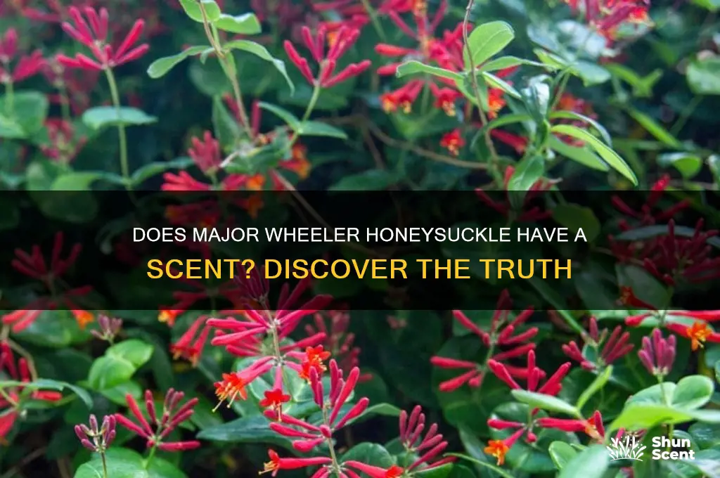does major wheeler honeysuckle have a scent