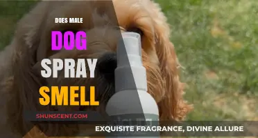 Understanding Canine Marking Behavior: The Truth About Male Dog Spray