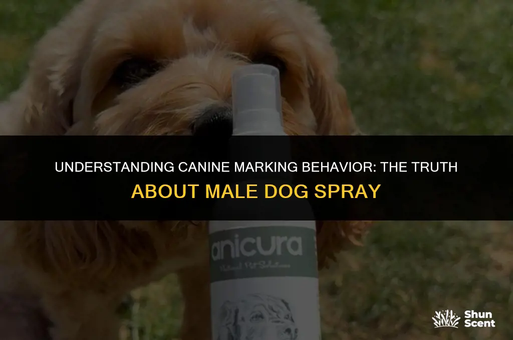 does male dog spray smell