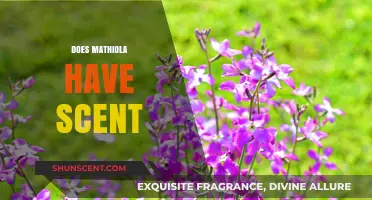 Does Mathiola Have Scent? Unveiling the Fragrant Truth About Stock Flowers