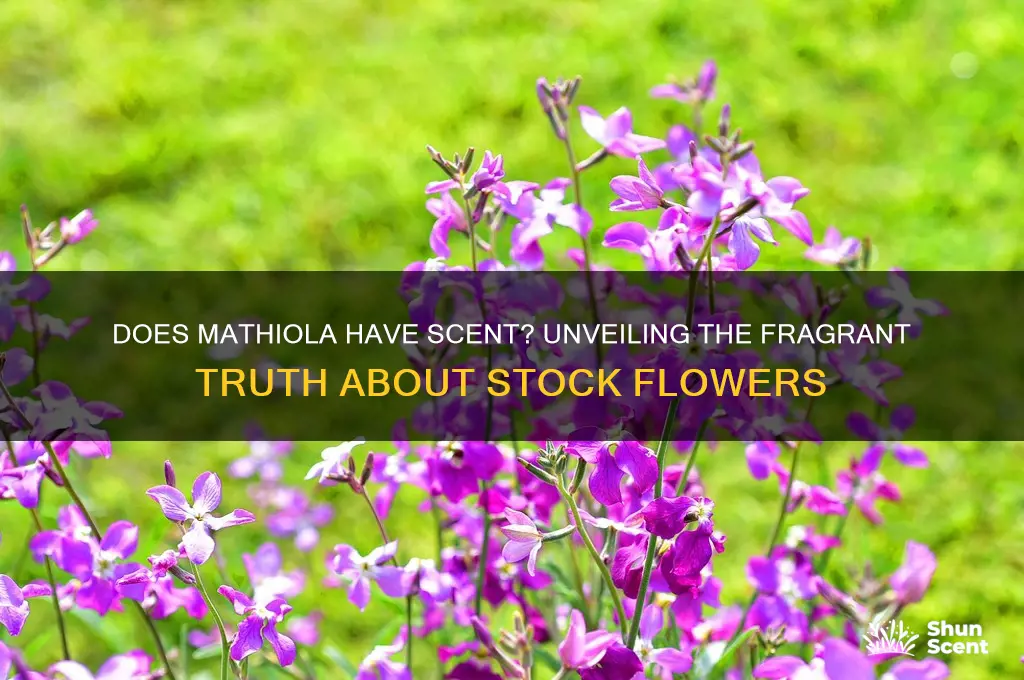 does mathiola have scent