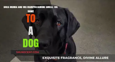 Canine Detection: Differentiating MDMA and Methamphetamine Scents