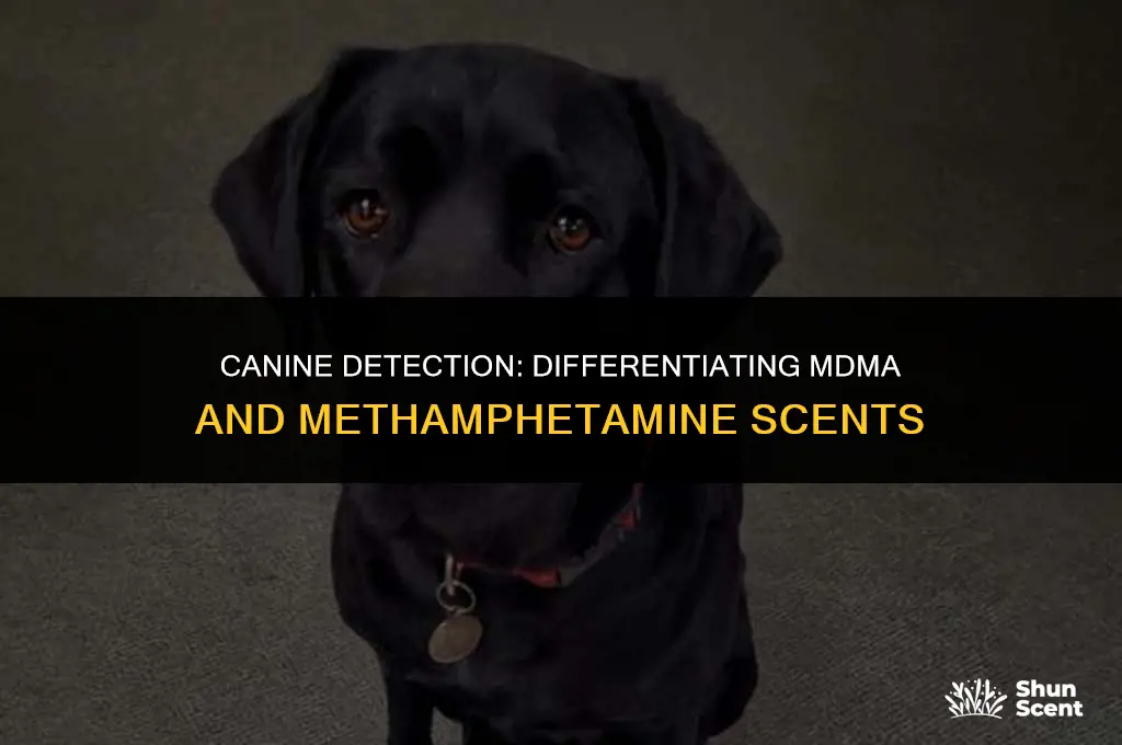does mdma and methamphetamine smell the same to a dog