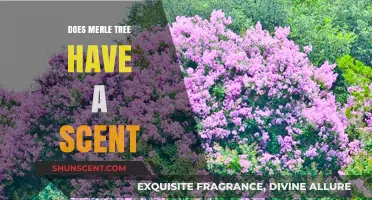 Does the Merle Tree Emit a Scent? Uncovering the Truth