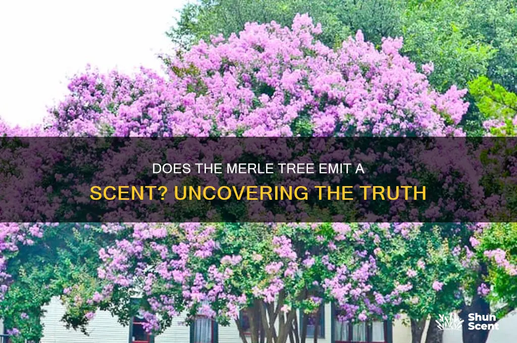 does merle tree have a scent