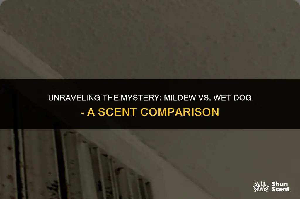 does mildew smell like wet dog