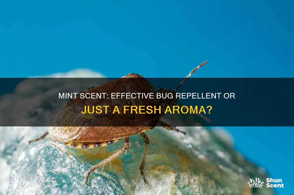 does mint scent repel bugs