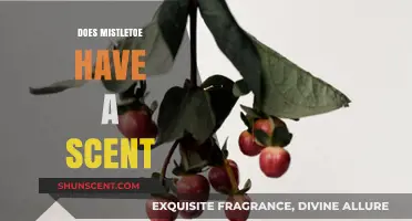 Does Mistletoe Have a Scent? Unveiling the Holiday Plant's Aromatic Mystery
