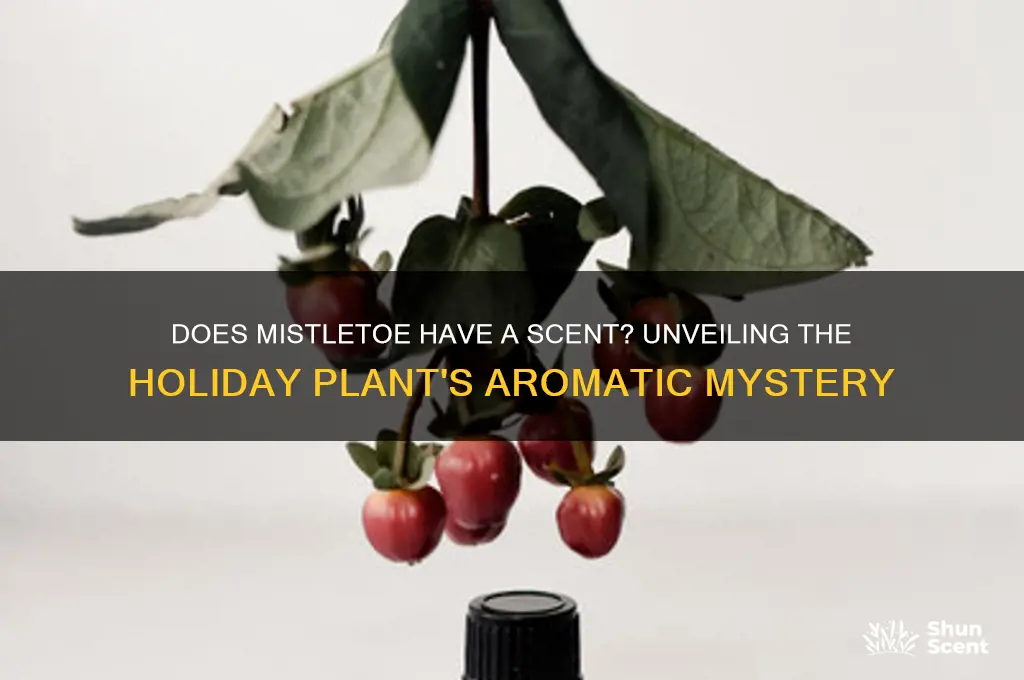 does mistletoe have a scent