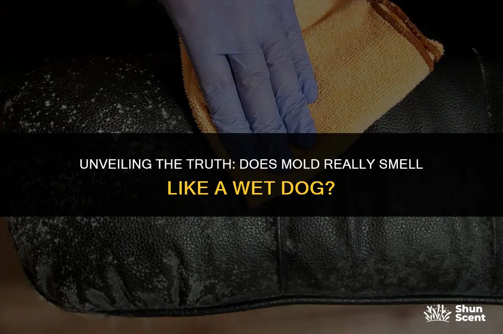 does mold smell like a wet dog