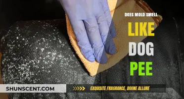 Unraveling the Mystery: Does Mold Really Smell Like Dog Pee?