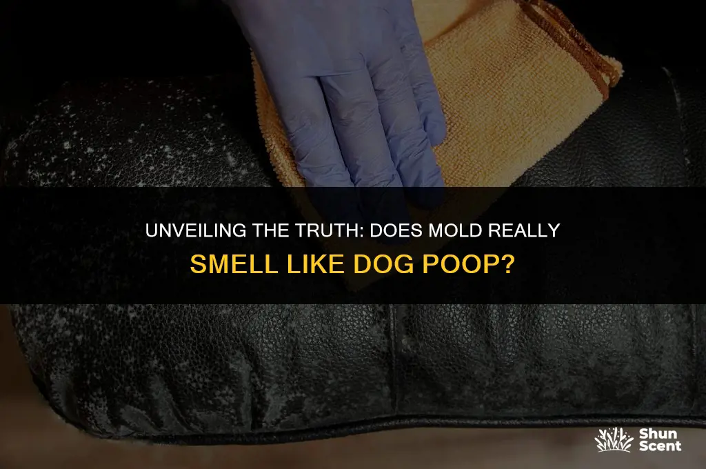 does mold smell like dog poop