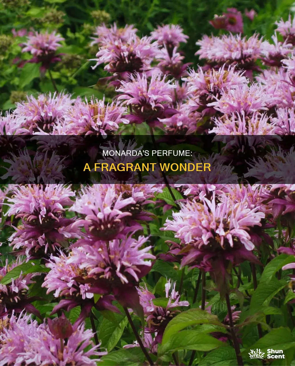 does monarda have a perfume