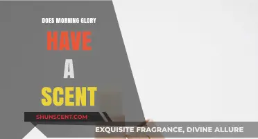 Does Morning Glory Have a Scent? Unveiling the Truth