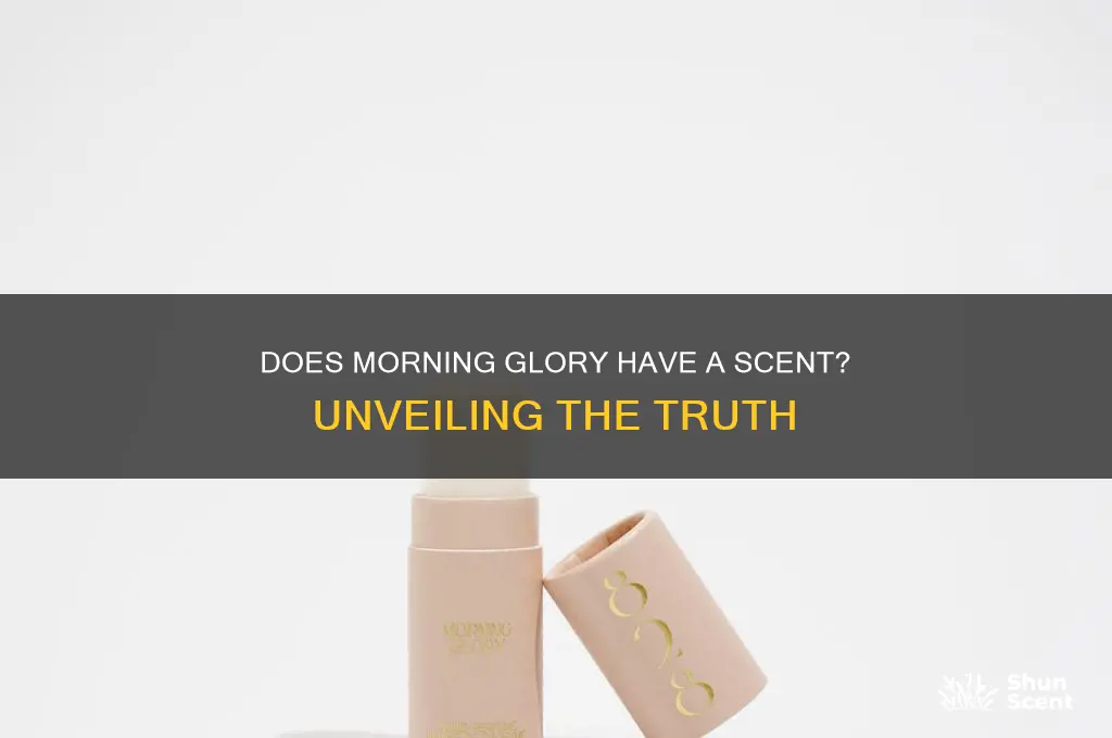 does morning glory have a scent