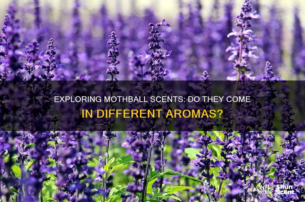does mothballs come in different scents
