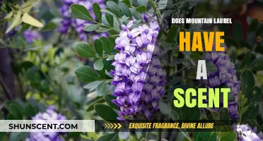 Does Mountain Laurel Have a Scent? Unveiling the Truth About Its Fragrance
