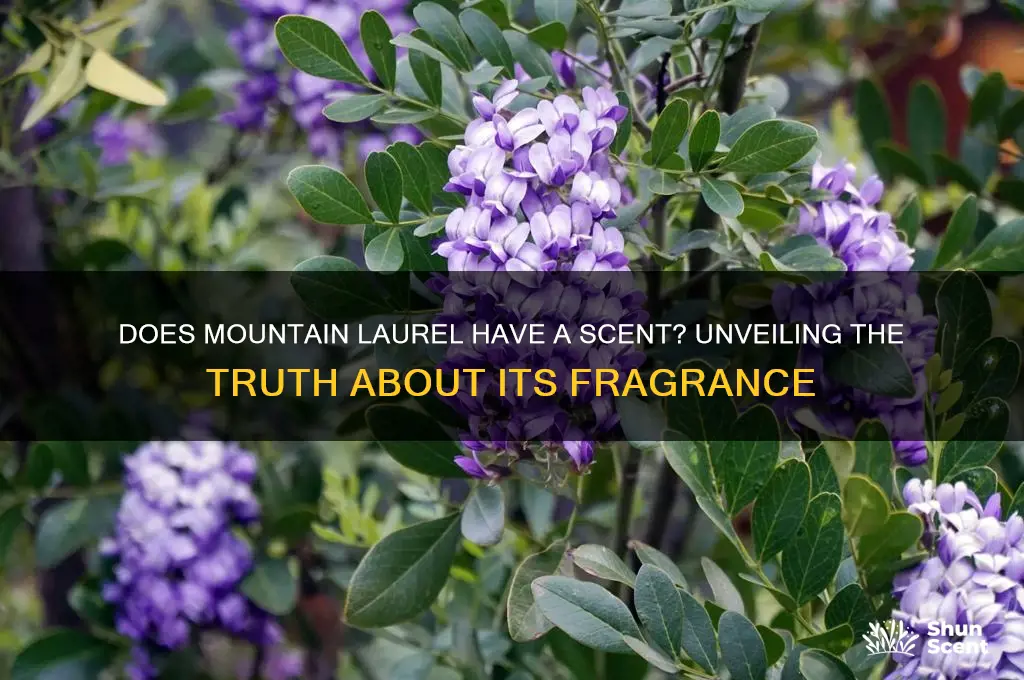 does mountain laurel have a scent