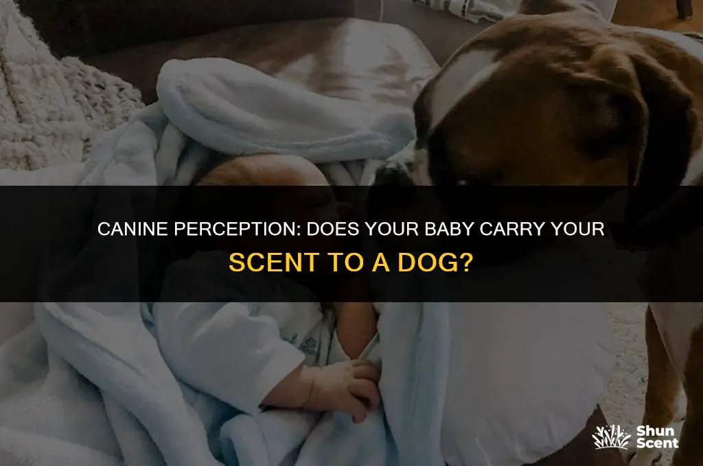 does my baby smell like me to a dog