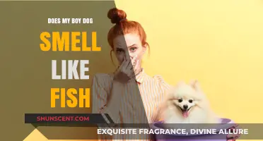 Why Does My Boy Dog Smell Like Fish? Exploring Canine Odor Mysteries