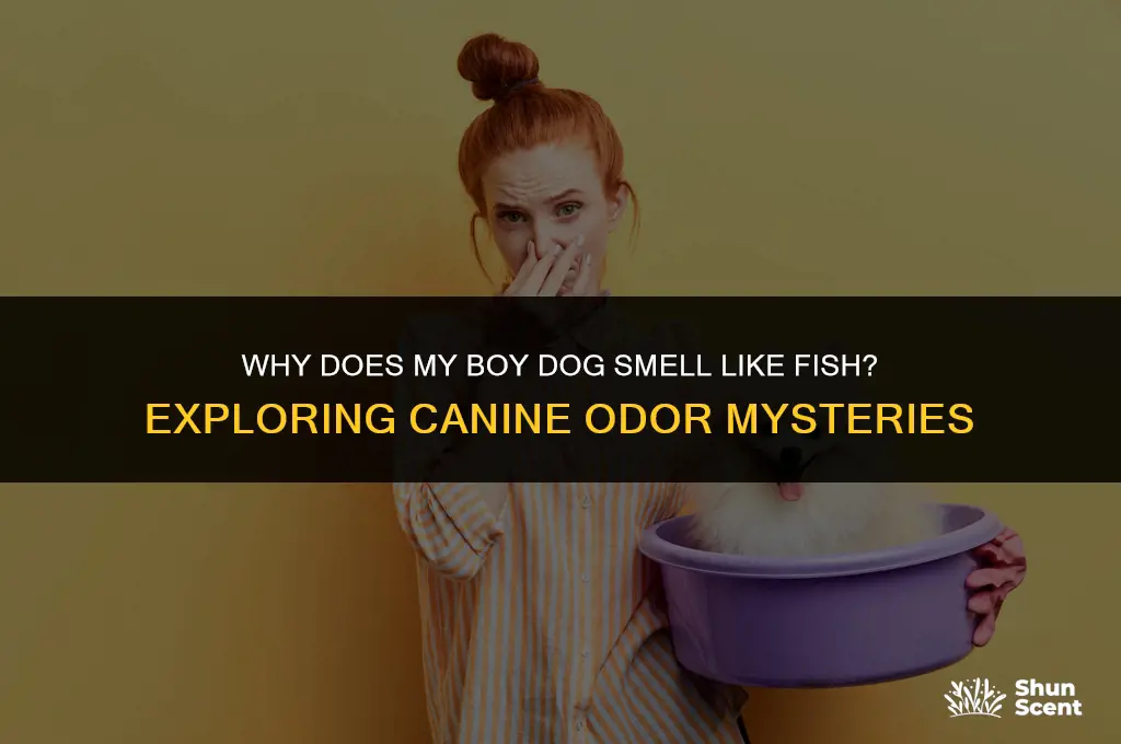 does my boy dog smell like fish