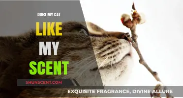 Does My Cat Like My Scent? Understanding Feline Olfactory Preferences