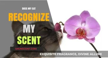 Can Cats Identify Their Owners by Scent Alone? Exploring Feline Olfaction