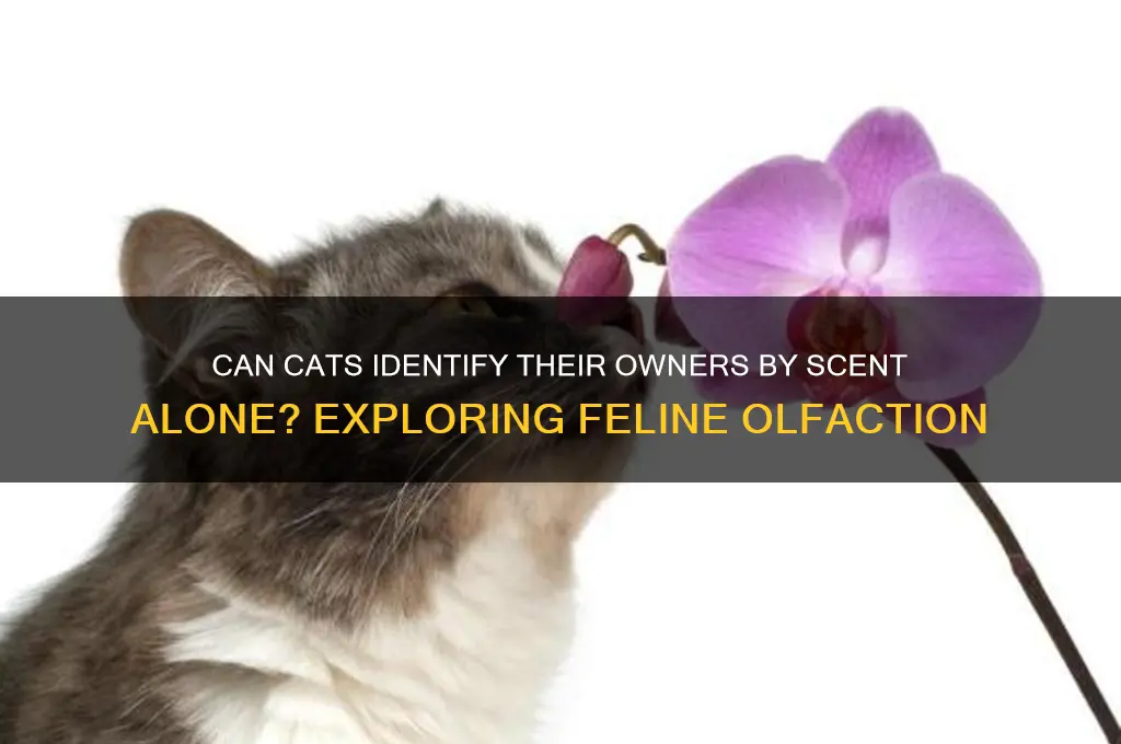 does my cat recognize my scent