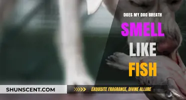 Why Does My Dog's Breath Smell Like Fish? Causes and Solutions