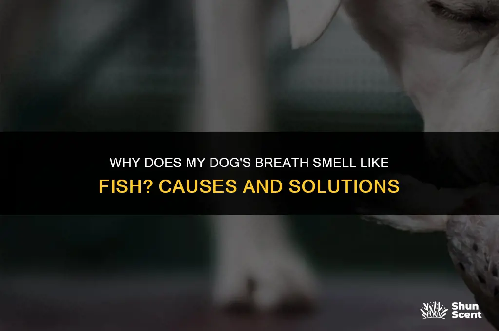 does my dog breath smell like fish