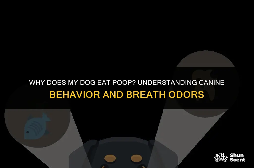 does my dog eat poop if his breath smells