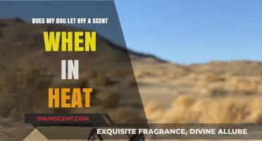 Understanding Your Dog's Scent Signals During Heat: What You Need to Know