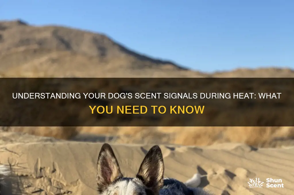 does my dog let off a scent when in heat