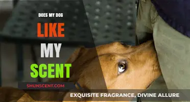 Does My Dog Love My Scent? Unraveling Canine Olfactory Affection