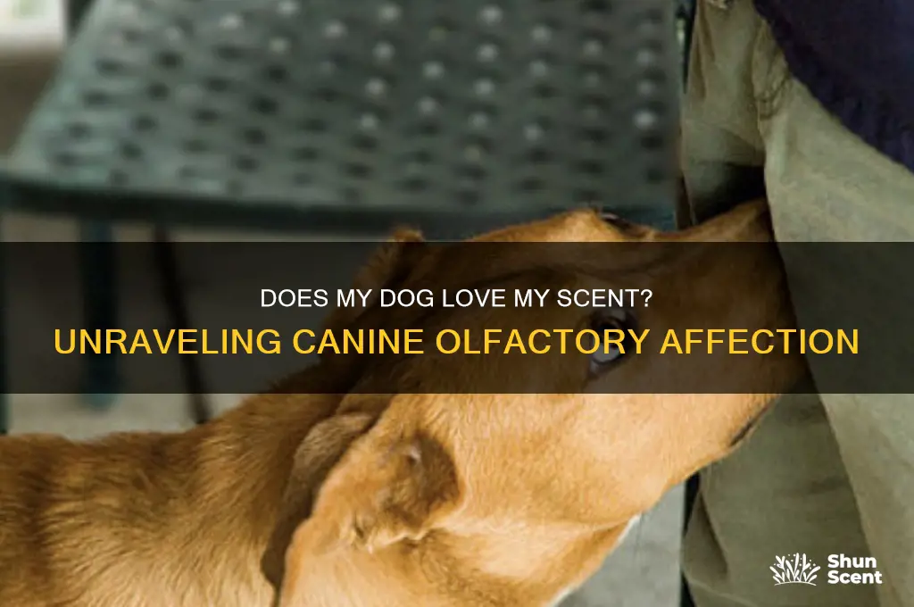 does my dog like my scent