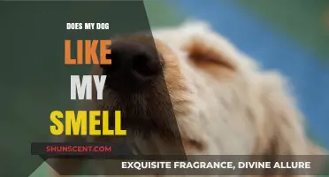 Canine Olfactory Preferences: Does Your Dog Enjoy Your Scent?