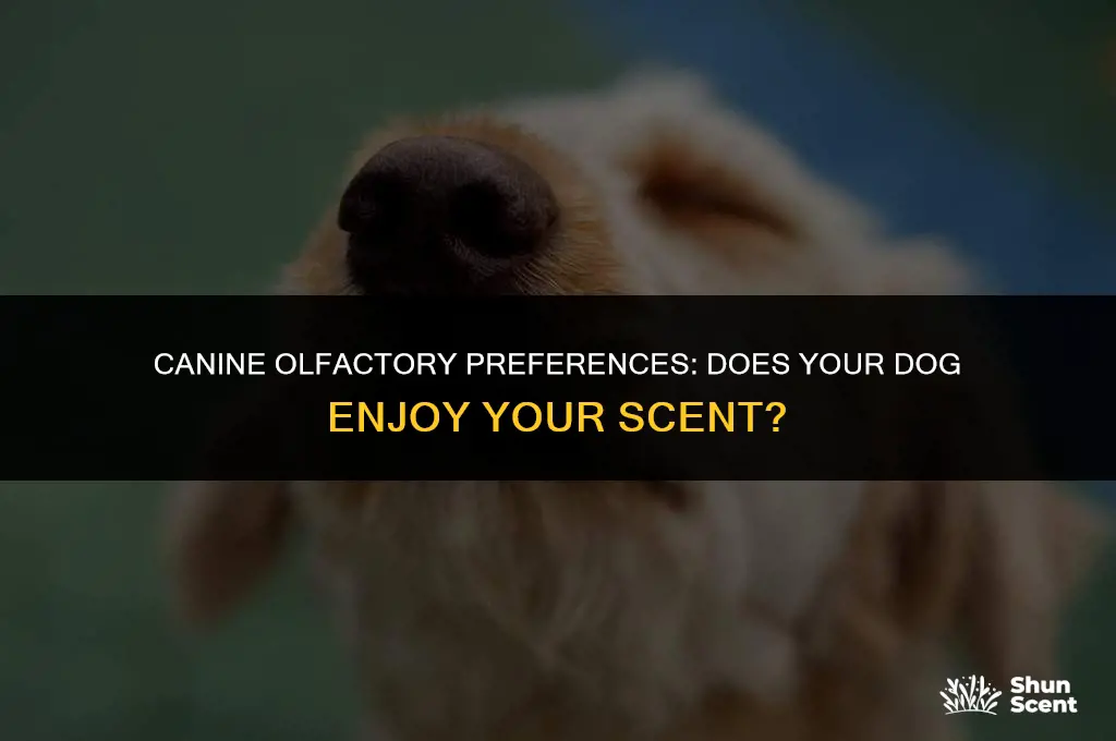 does my dog like my smell