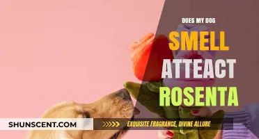 Can My Dog's Scent Attract Roses? Exploring Canine Olfactory Influence on Floral Growth