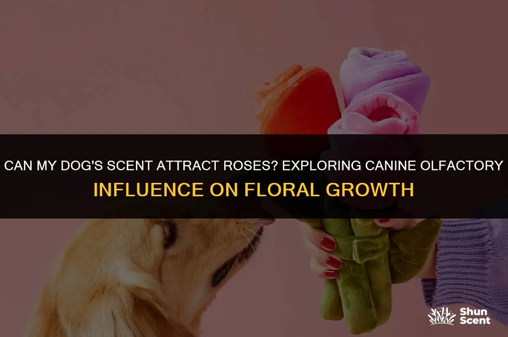 does my dog smell atteact rosenta