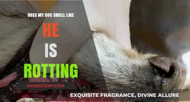 Why Does My Dog Smell Like He's Rotting? Causes and Solutions