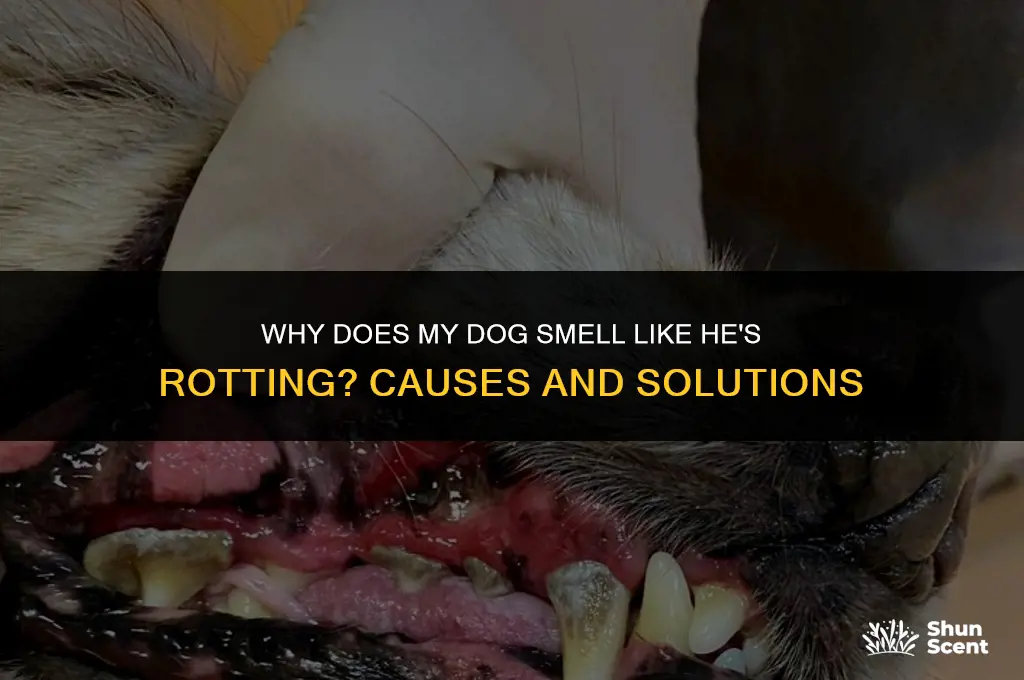 does my dog smell like he is rotting