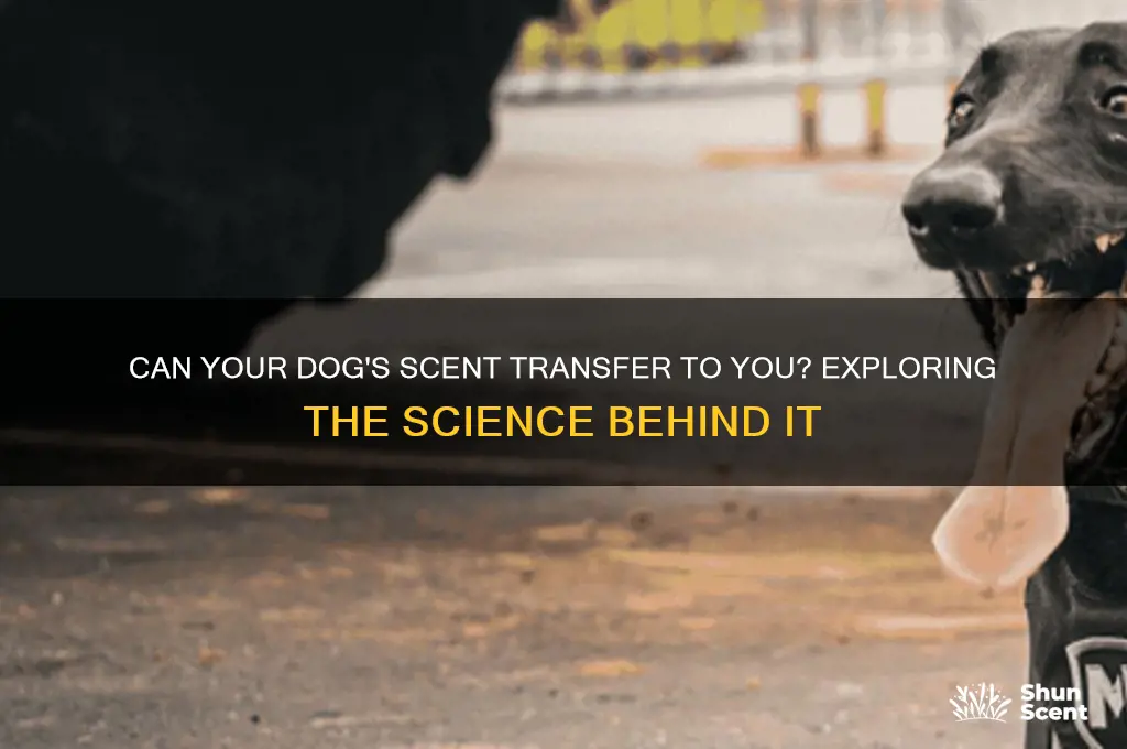 does my dogs scent get on me
