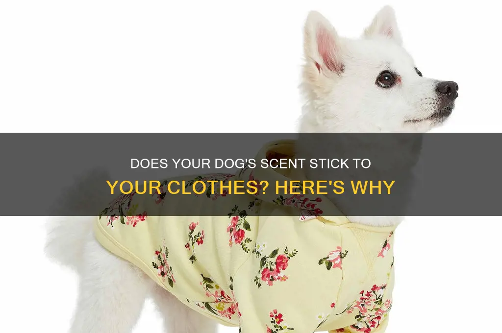 does my dogs scent get on my clothes