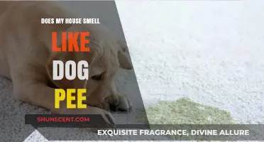 Unpleasant Odors: How to Tell If Your House Smells Like Dog Pee