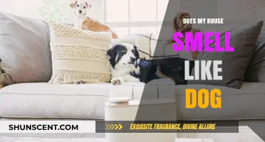 Does My House Smell Like Dog? A Guide to Freshening Up Your Home